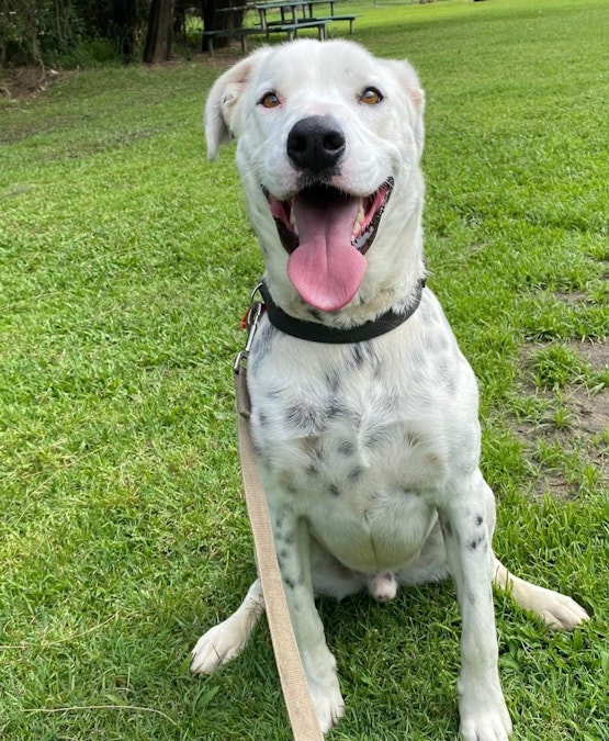 Dogs, cats needing forever homes